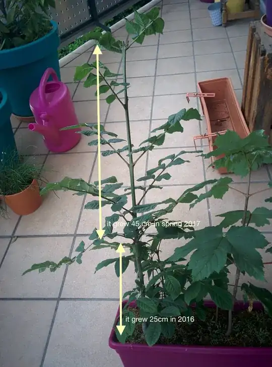 How much this ash tree grew last year, and how much has it grown so far.