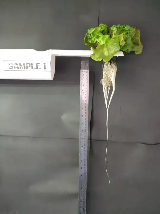 Lettuce with white  LED light2