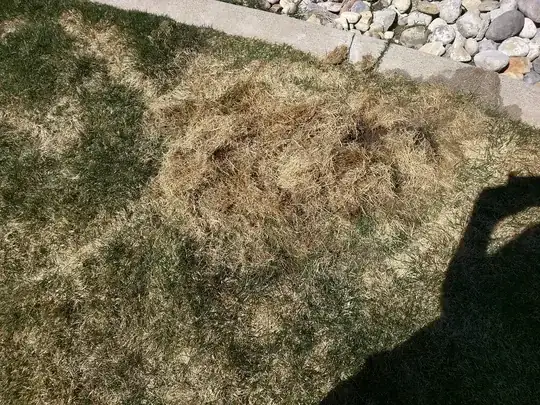 A nest, grass is all dead