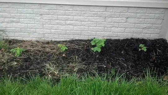 All 4 raspberry plants