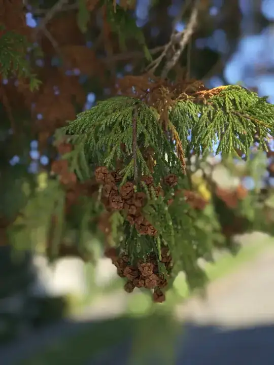 foliage and small woody cones