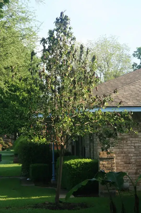Overall view, showing the mean dead spots throughout the tree