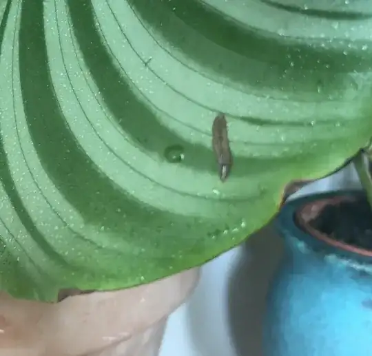 Image of two azalea leaves turned halfway brown with shite splotches from the tips and edges towards the petiole