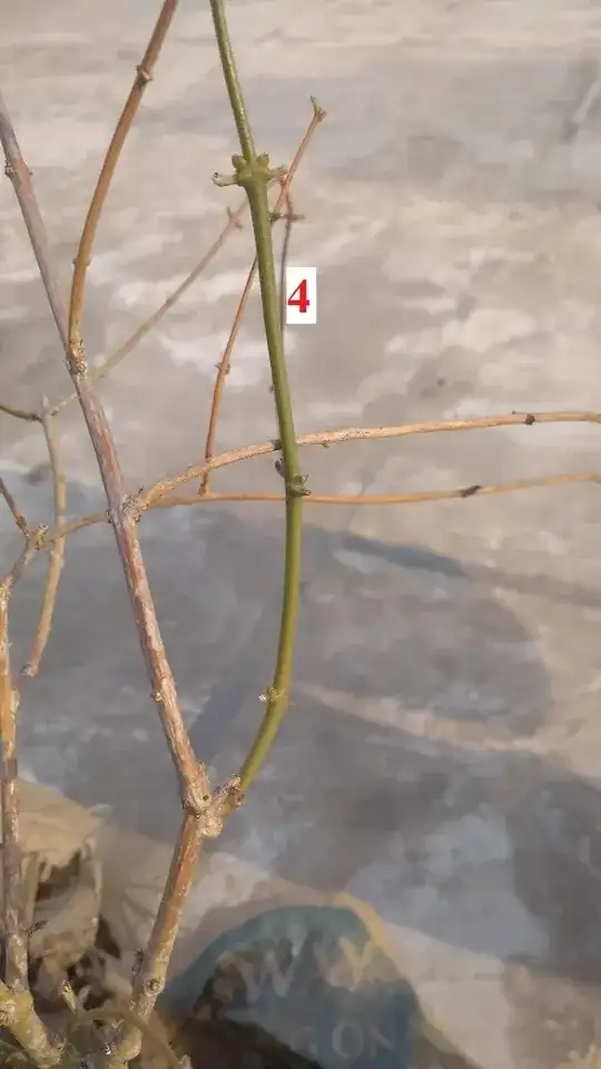 green branch with no leaves and a few pairs of buds