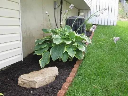 Hosta