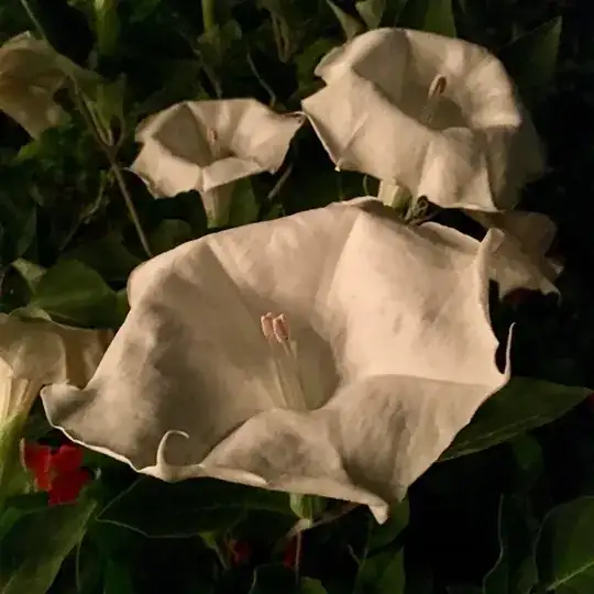 Datura innoxia
