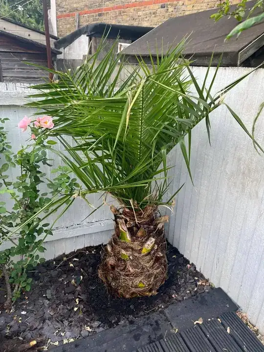 Palm after transplant