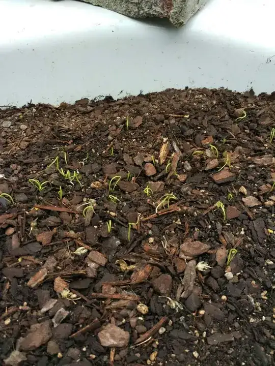 Onions germinating