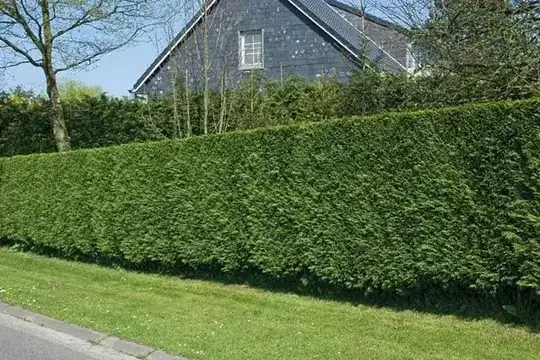 Manicured as a hedge
