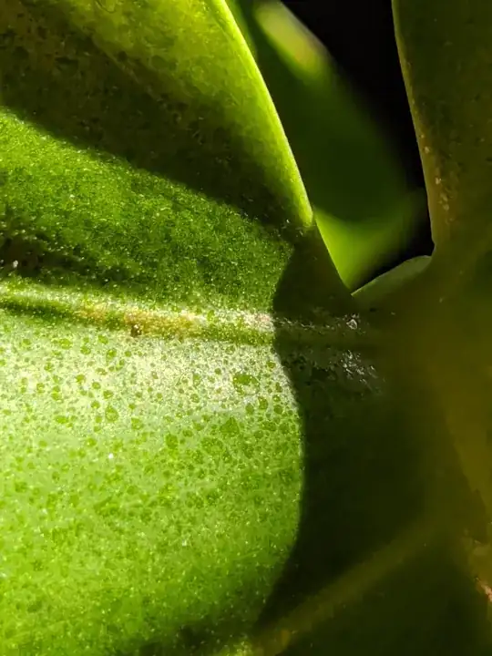 Monstera bug close up