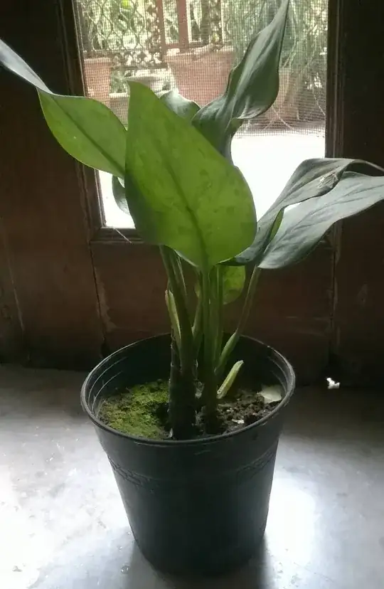 Wilted after being frozen but spikes are still looking green and lush