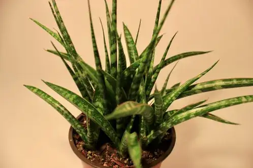 Sanservieria Fernwood