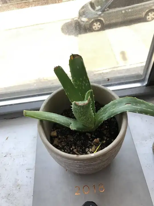 aloe