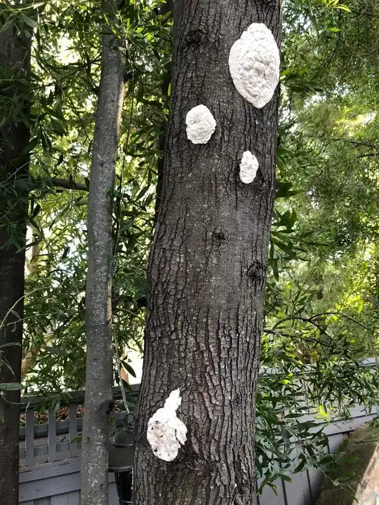 White tree fungus
