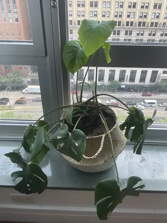 Monster deliciosa plant