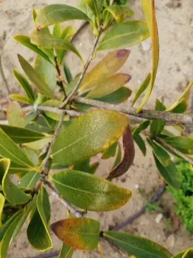 Camelia Changii with fertilization issues