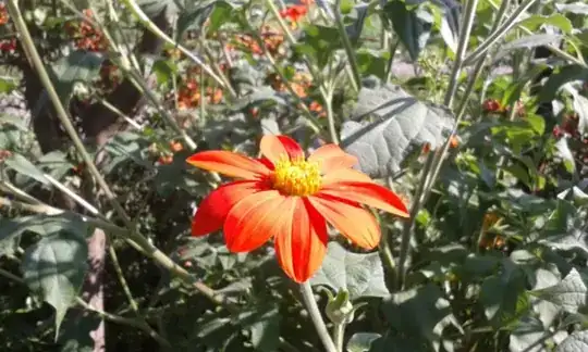 Cherry Leaf with holes and spots