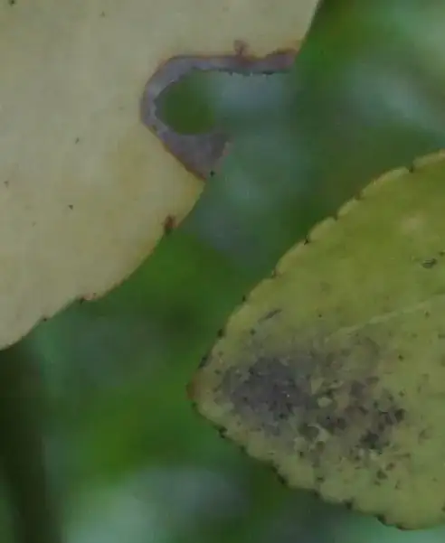 Close-up of the leaves