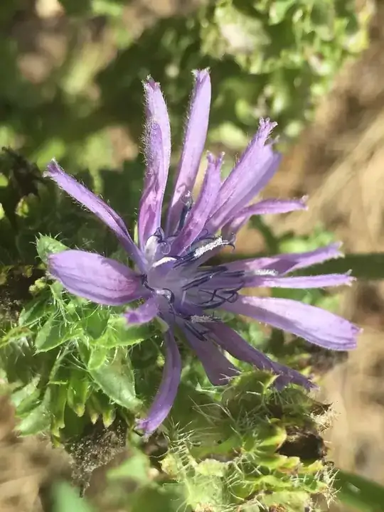 More Accurate flower