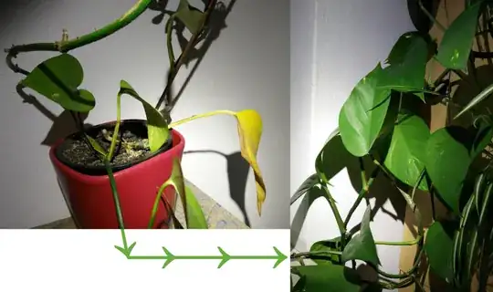 Epipremnum aureum with lean stem near the soil (left) and bushy growth (right)