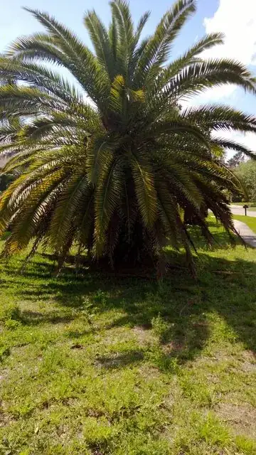 palm tree