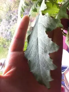 Unidentified Plant 3