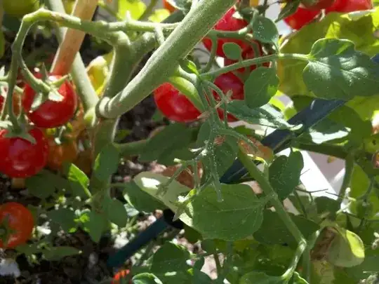 white bits on tomato plant, looks like grains of salt