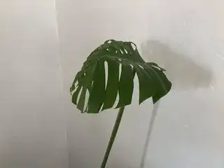 Monstera leaf