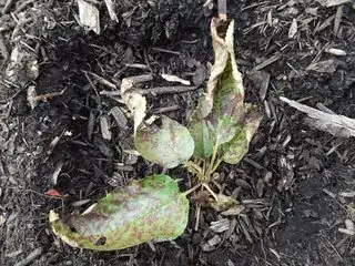 Wilted leaves. They look much browner now than in this picture yesterday.
