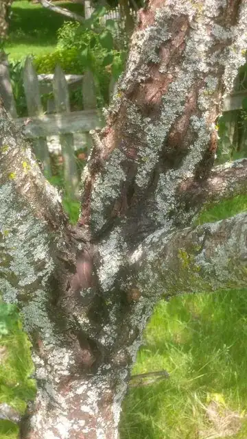black apricot bark
