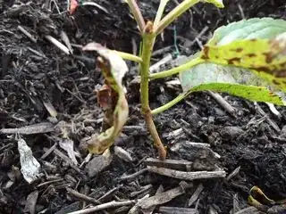 The dried-up looking seedling