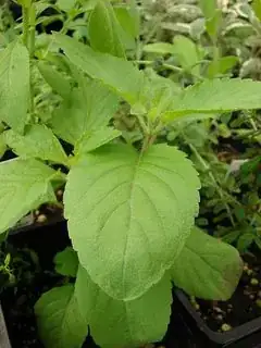 Holy Basil - Ocimum tenuiflorum