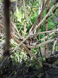 Section at base with stripped wood