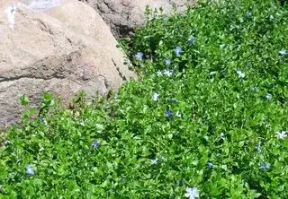 flowering in the sun