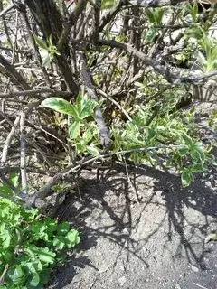 Shoots with new growth