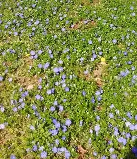 Full sun with dandelions