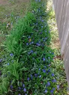 In shade next to hostas along fence