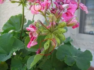 Hole in the petal on top and empty flower bud on the bottom