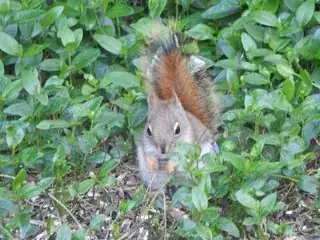 My baby squirrel