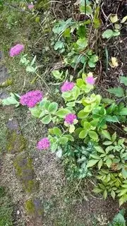 Creeping plant in bloom