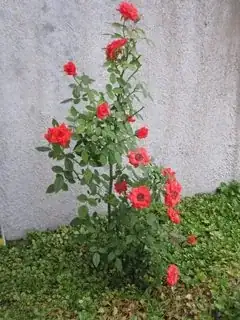 Miniature Rose