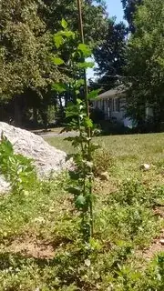 Tall skinny stem (8 buds aren't visible)