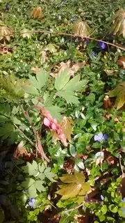 Flowering in sun under bleeding heart